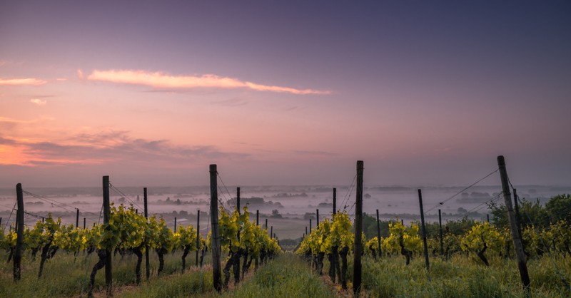 a wine vineyard, archaeologists discover ancient vineyard