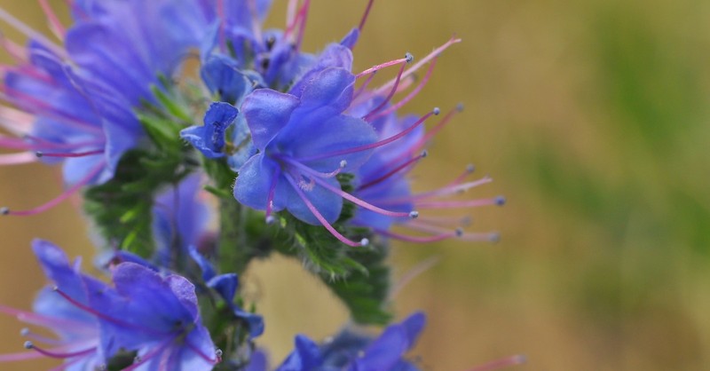 close up of hyssop flower