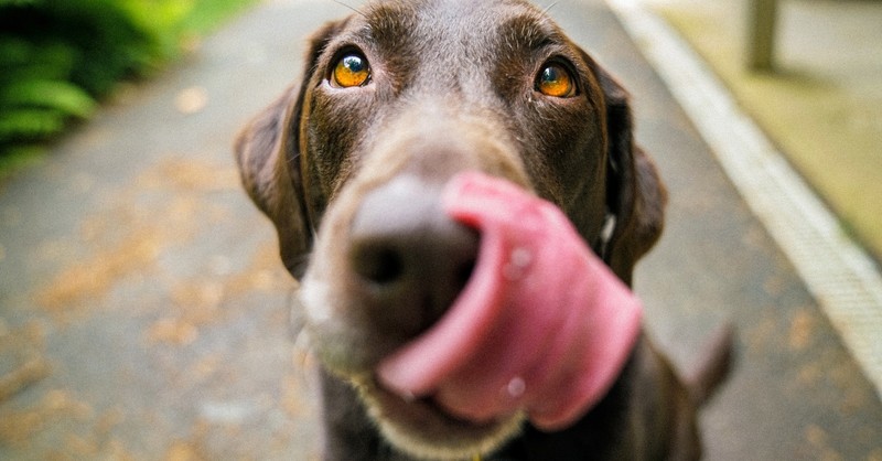 A chocolate lab licking his face