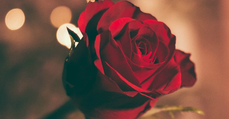 Dear Lonely Girl, You Are Not Forgotten on Valentine's Day