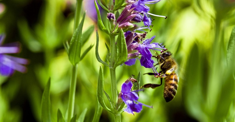 hyssop plant and a bee