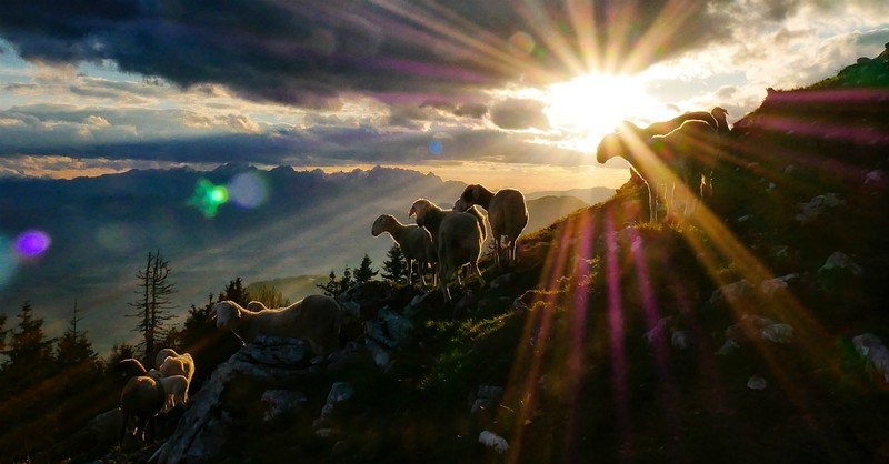 silhouette of sheep grazing on hill with sunrise