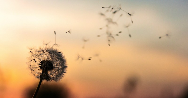 dandelion, psalms of peace