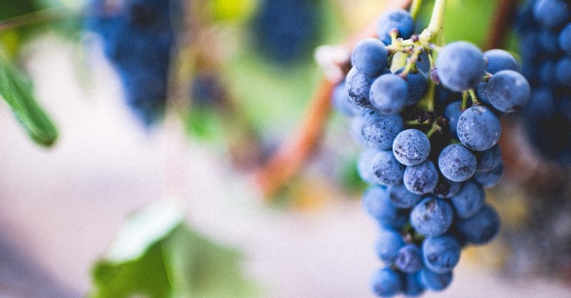 grapes on the vine