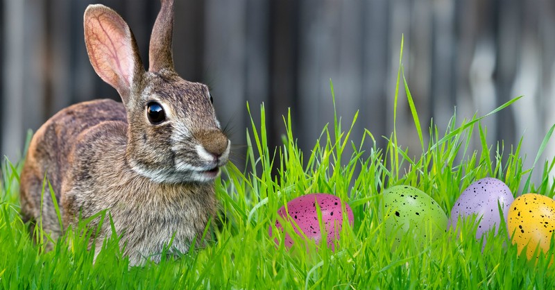 Easter bunnies vs the real meaning of Easter 