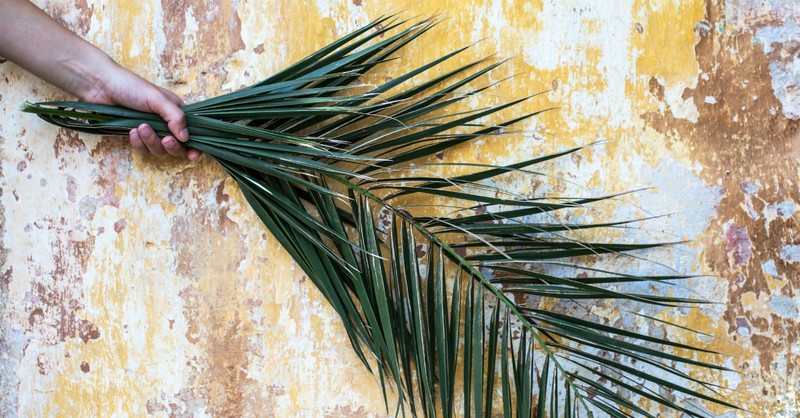 4. The Significance of Palm Branches