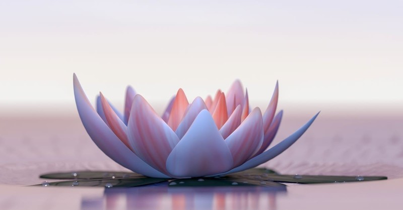 Lotus deals flower meaning