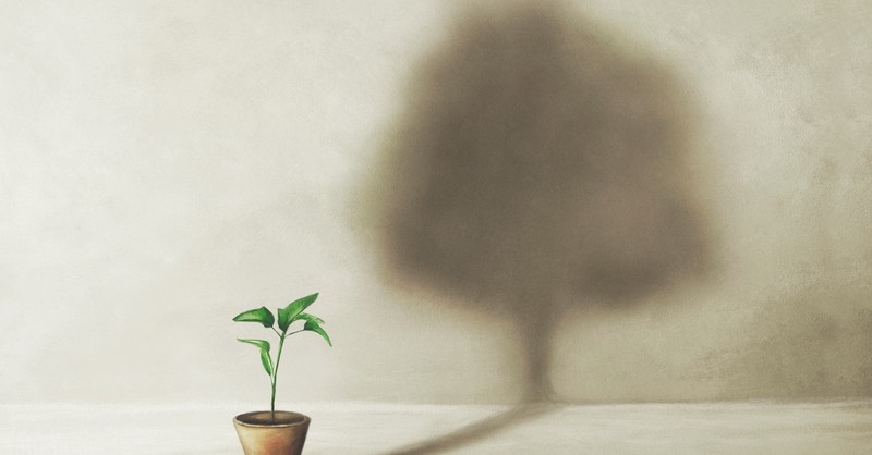 Small sapling with shadow of a tree