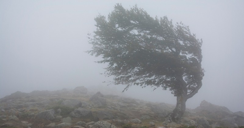 Whielwind What Does it Mean to ‘Reap the Whirlwind’? (Hosea 8:7)