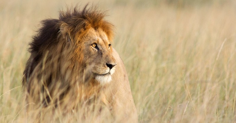 <b>5:</b> Why Are Both Jesus and Satan Described as a Lion?