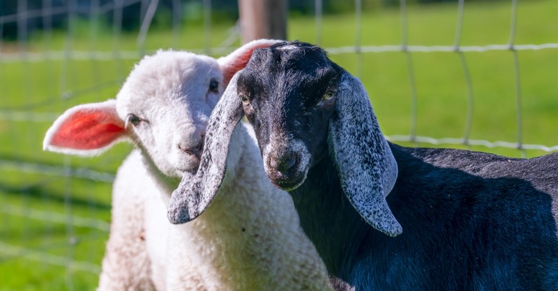 What Should We Know about the Sheep and Goats in Matthew 25? - Bible Study