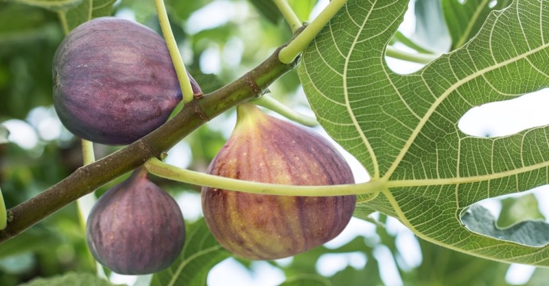 Ripe figs growing on a fig tree