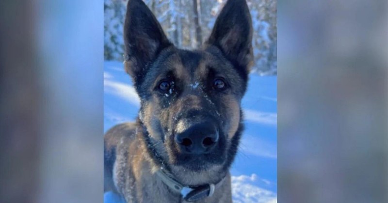 Determined Dog Tracked a Scent for Over 2 Miles in the Freezing Cold, and It Saved a Missing Child