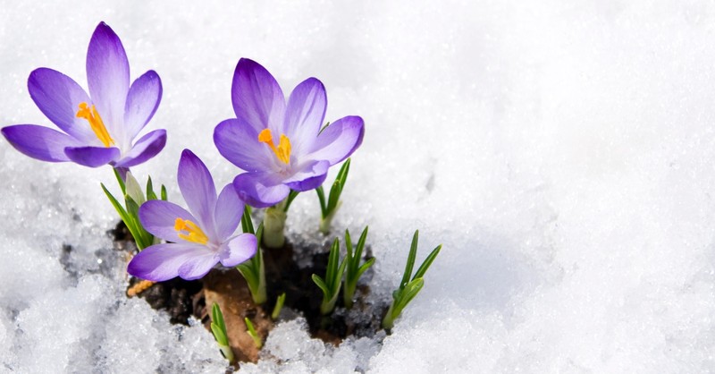 Purple crocuses sprouting out of the snow; winter transitioning to spring