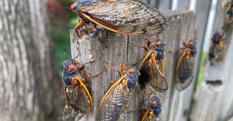 Is This Year’s Cicada Swarm a Biblical End-Times Prophecy Unfolding?
