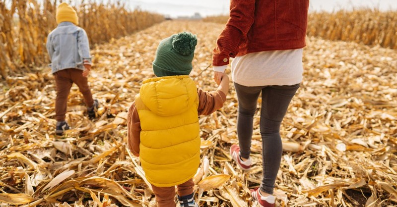 Corn Maze