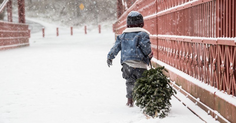 A little boy dragging a freshly cut, small Christmas tree home in the snow