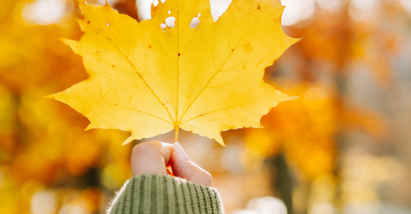 A hand holding a colorful maple leaf with sunlight glowing behind
