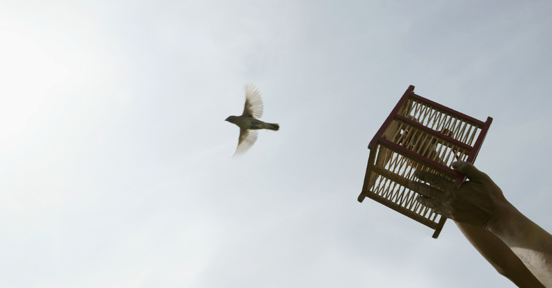 bird in flight open sky freedom
