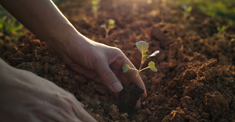 seed germination