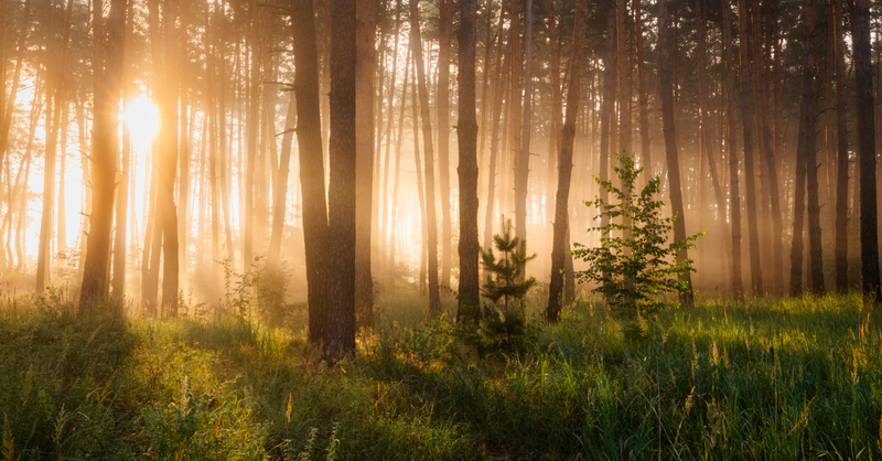 Foggy dawn in the forest. First sunbeams in the fog