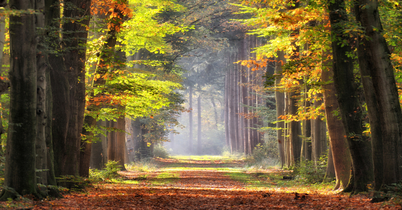 Road with Rays of Light Shining Through the Trees