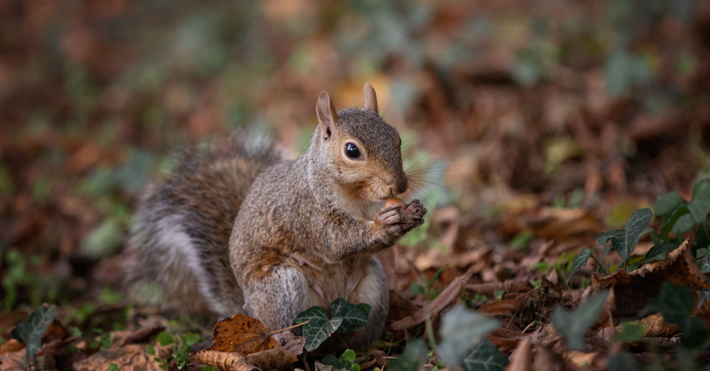 Squirrel with acorn among fall leaves