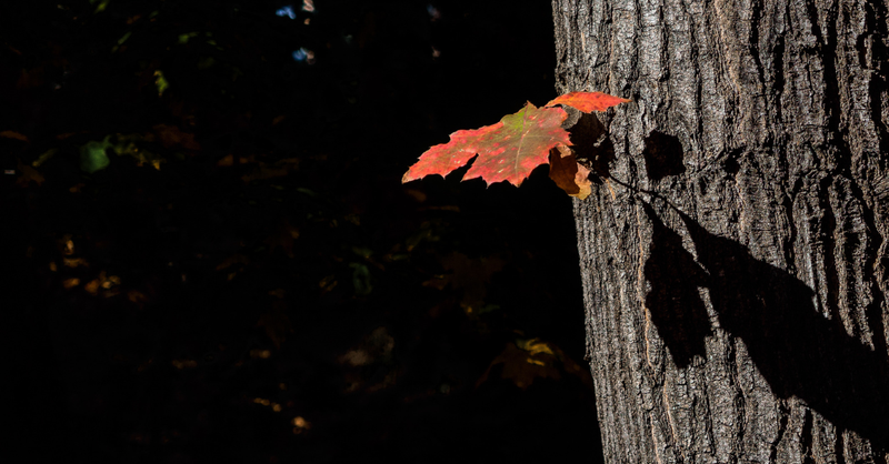 Single autumn leaf