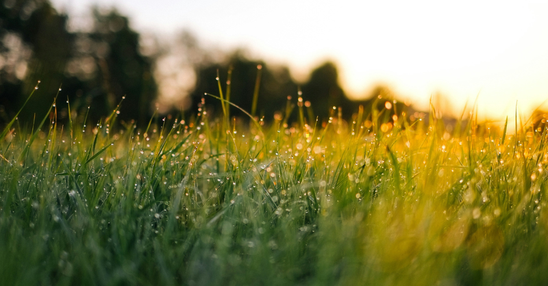 Sunlight shines across dew-covered grass at sunrise, symbolizing God's fresh mercies, hope, and new beginnings in creation.
