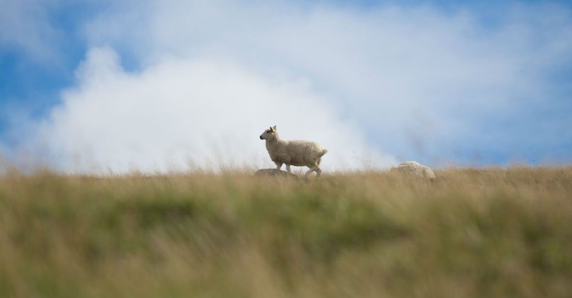 9 Tips from Psalm 23 to Be Content Where You Are