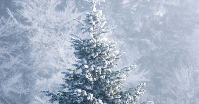 The Ancient Pagan History and Evolving Meaning of the Christmas Tree