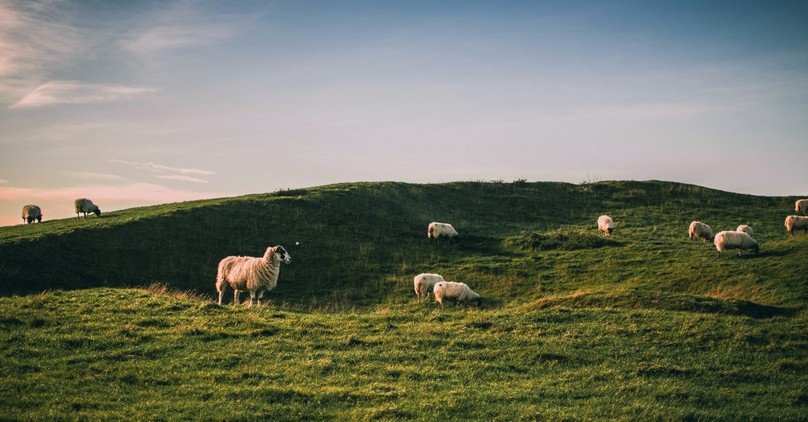 How Are We All Like Sheep That Have Gone Astray? 