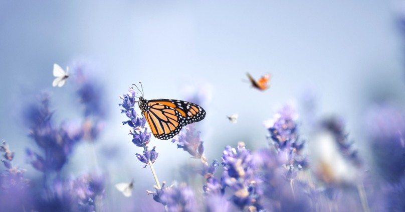 Do Butterflies Have a Spiritual Meaning in the Bible?