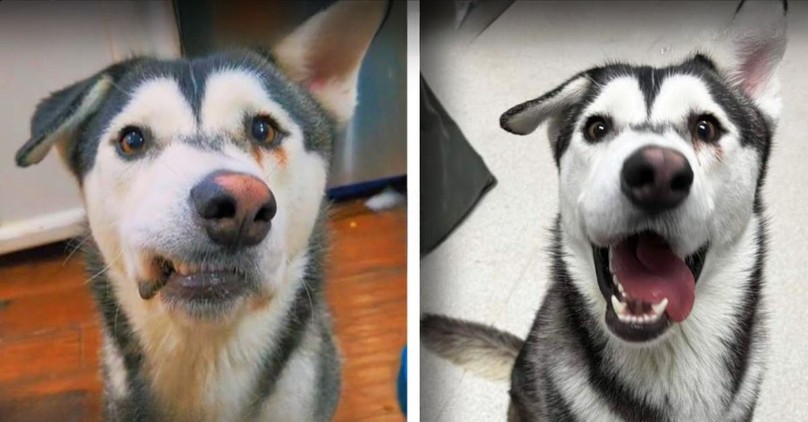 'Ugly' Dog Was Unadoptable Until 1 Woman 2,600 Miles Away Stepped in