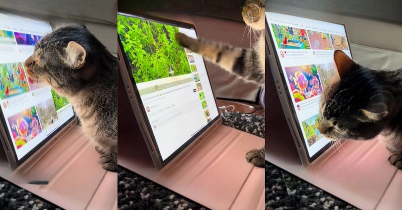 Clever Cat Masters iPad Scrolling to Enjoy Bird Videos