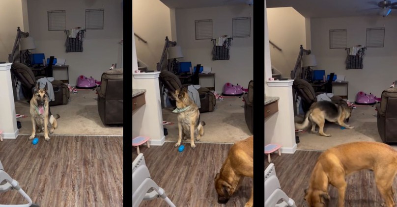 German Shepherd's Adorable Reaction to Hearing Its Favorite Song