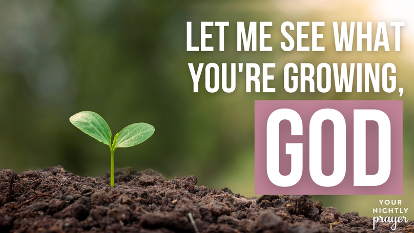 Let Me See What You're Growing, God | Your Nightly Prayer
