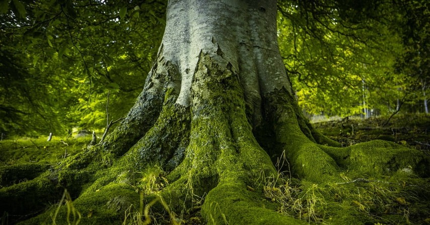 10. Eden had the tree of life, but Adam and Eve were prohibited from eating from it.