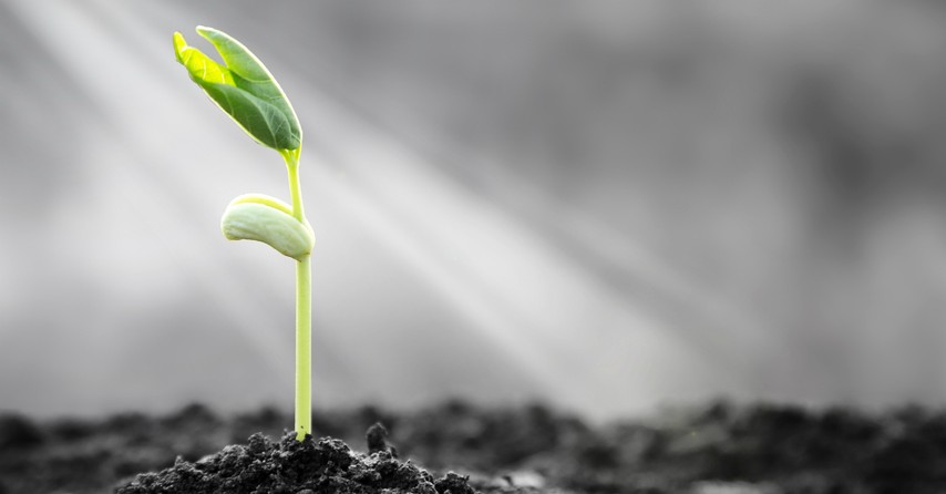 sprout rising in sunbeam to signify courage and growth