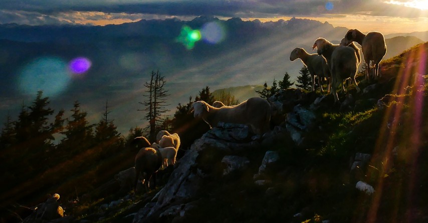 shepherd on a mountain