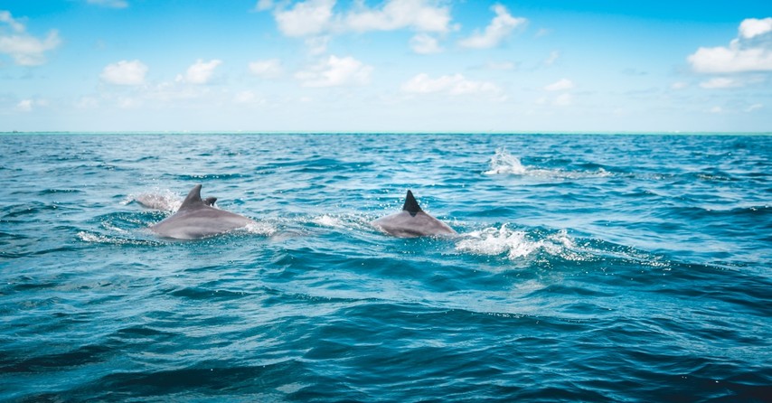 dolphins in ocean, in the world but not of it