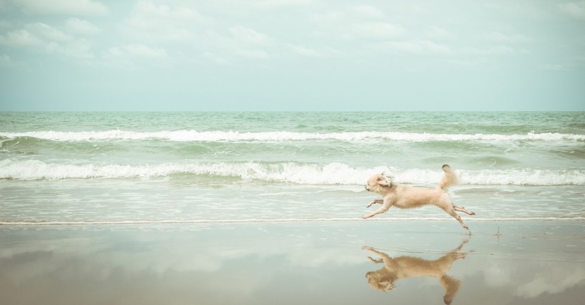 white dog running along beach, jrr tolkien roverandom