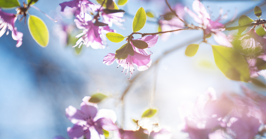 4 Spiritual Lessons Spring Reveals about Renewal