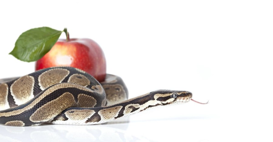 Why Temptation Can be Good for You