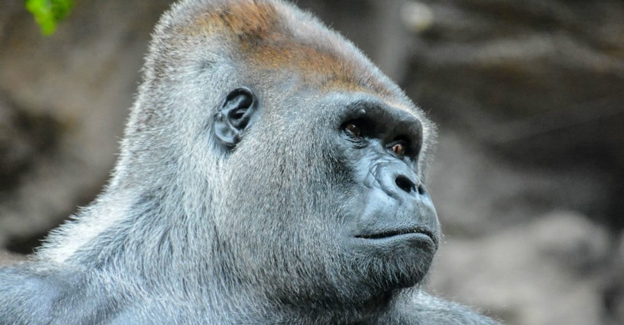 Cincinnati Zoo Outrage: Are Animals Made in the Image of God?