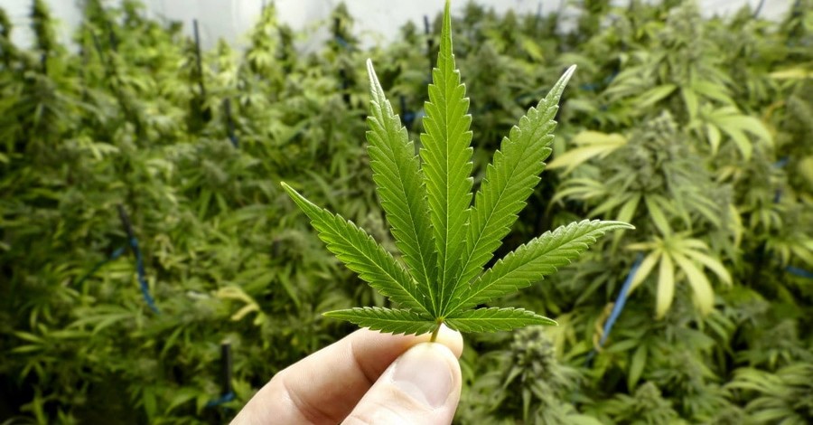 Can Marijuana Be Used to the Glory of God?