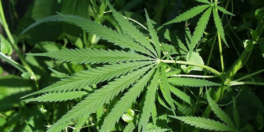 Marijuana-Worshipping Church Granted Tax-Exempt Status from IRS