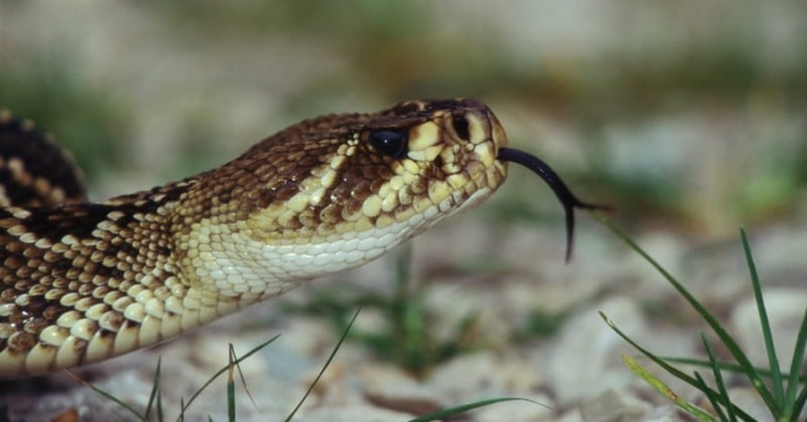 Pentecostal Snake Handler Dies after Being Bitten in Church