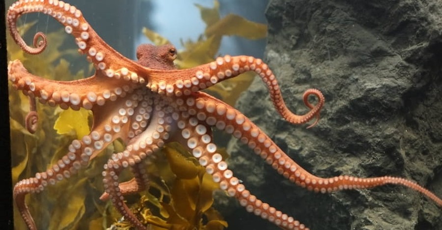 Darwinism Versus the Octopus: An Evolutionary Dilemma