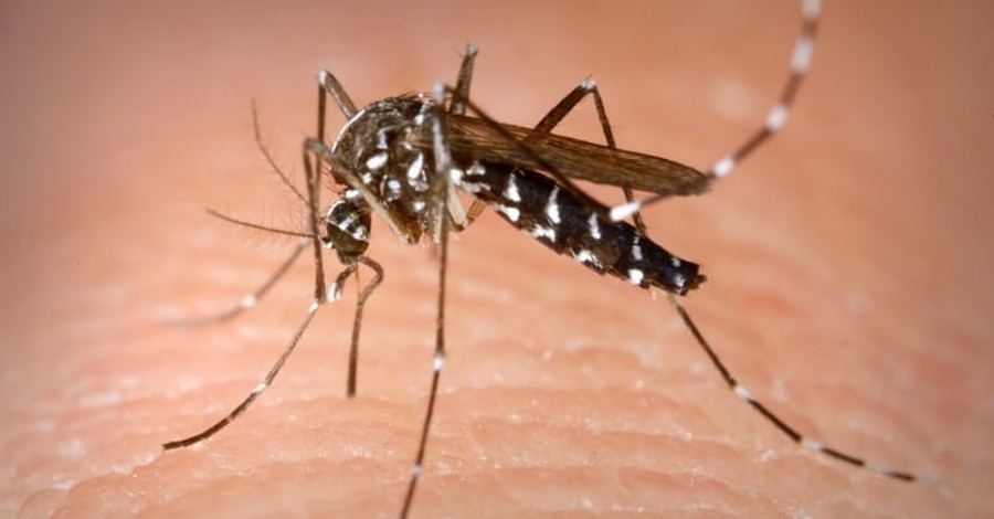 Zika Virus Comes to the U.S. via Pennsylvania University